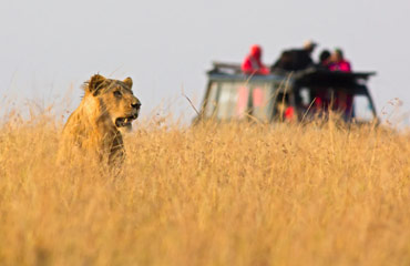 Safari Experiences